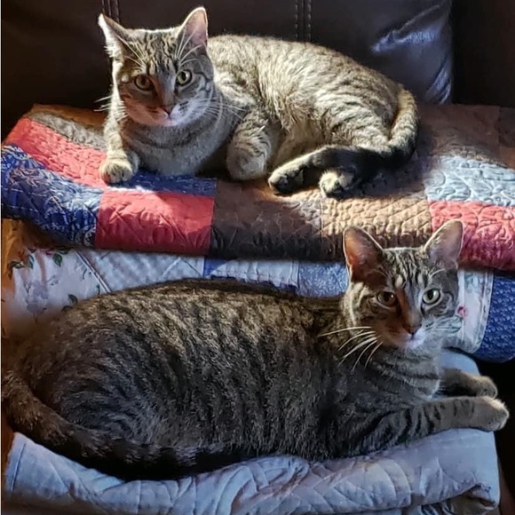 Meet your Posher, Rachel - Picture 4 of 14